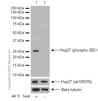 Western blot - Anti-Hsp27 (phospho S82) antibody [EPR7278] - BSA and Azide free (AB249232)