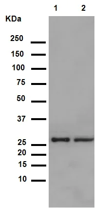 Western blot - Anti-Hsp27 (phospho S82) antibody [EPR7278] - BSA and Azide free (AB249232)