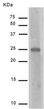 Western blot - Anti-Hsp27 (phospho S82) antibody [EPR7278] - BSA and Azide free (AB249232)