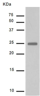 Western blot - Anti-Hsp27 (phospho S82) antibody [EPR7278] - BSA and Azide free (AB249232)