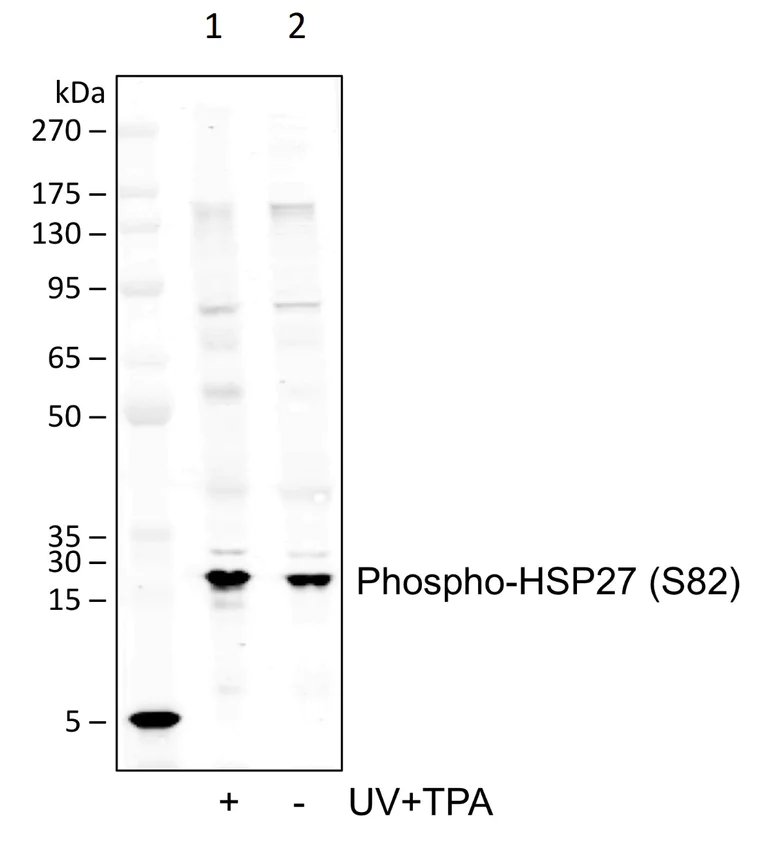 Western blot - Anti-Hsp27 (phospho S82) antibody [HSP27S82-CB2] (AB278625)