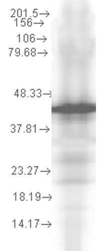 Western blot - Anti-Hsp40 antibody [2A7.H6] (AB74442)