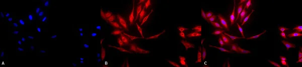 Immunocytochemistry/ Immunofluorescence - Anti-Hsp40 antibody (AB223610)