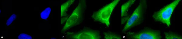 Immunocytochemistry/ Immunofluorescence - Anti-Hsp40 antibody (AB223610)