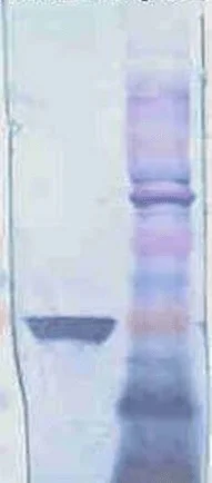 Western blot - Anti-Hsp40 antibody (AB223610)