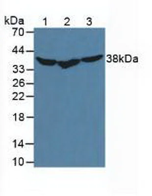 Western blot - Anti-Hsp40 antibody (AB231577)