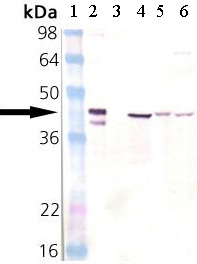 Western blot - Anti-Hsp40 antibody (AB69402)