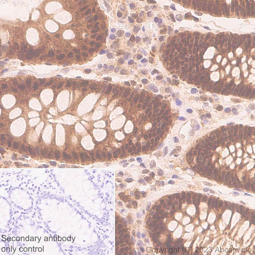 Immunohistochemistry (Formalin/PFA-fixed paraffin-embedded sections) - Anti-Hsp40 antibody [EPR25331-69] - BSA and Azide free (AB315993), expandable thumbnail