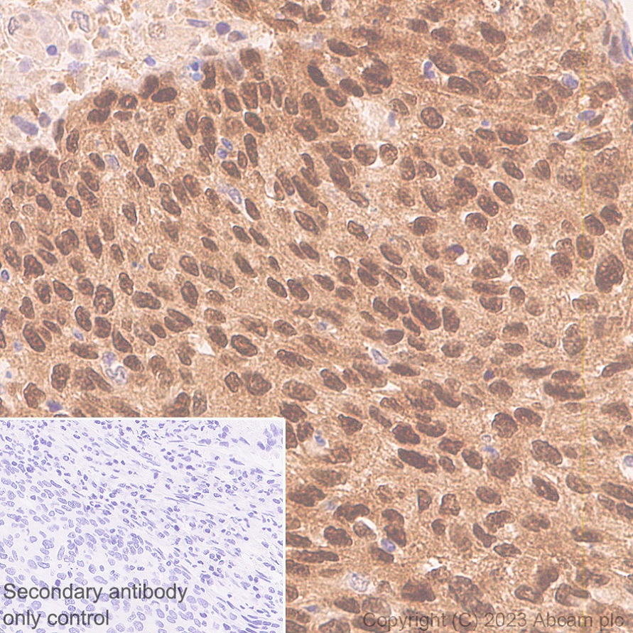 Immunohistochemistry (Formalin/PFA-fixed paraffin-embedded sections) - Anti-Hsp40 antibody [EPR25331-69] - BSA and Azide free (AB315993), expandable thumbnail