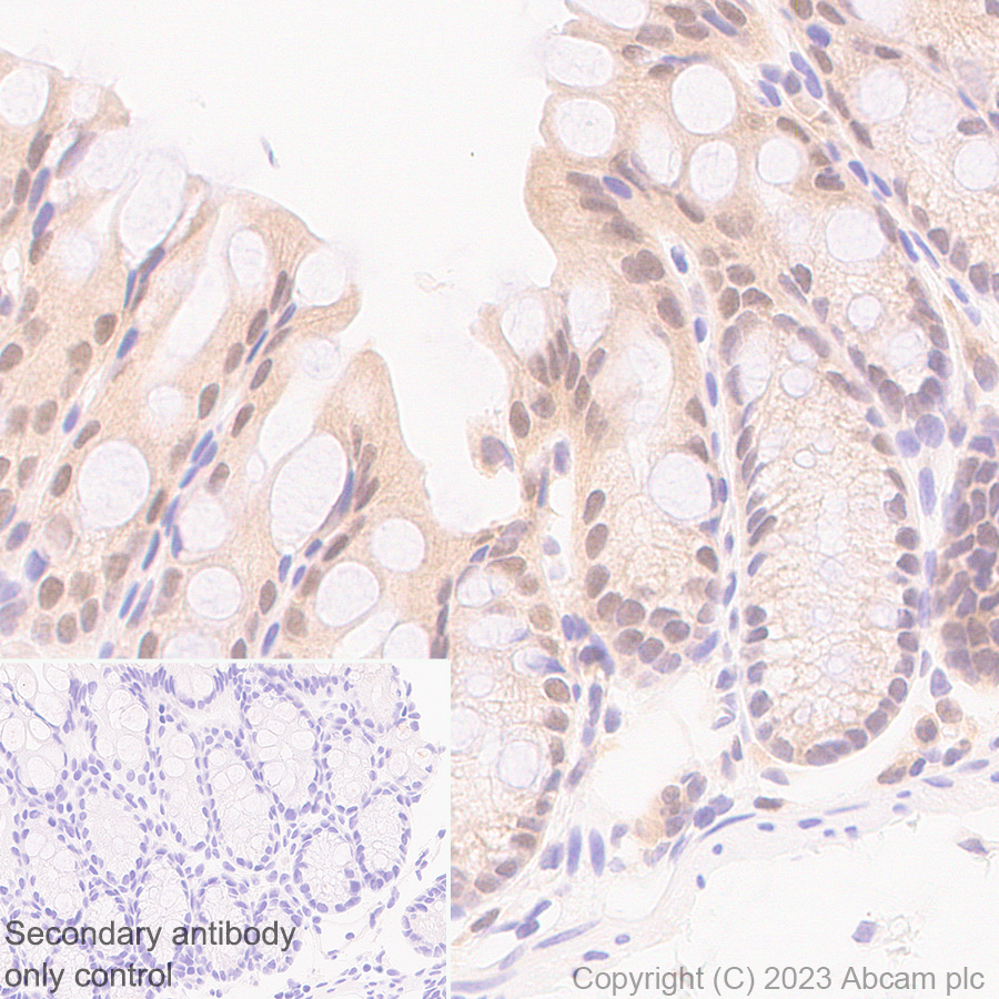 Immunohistochemistry (Formalin/PFA-fixed paraffin-embedded sections) - Anti-Hsp40 antibody [EPR25331-69] - BSA and Azide free (AB315993), expandable thumbnail