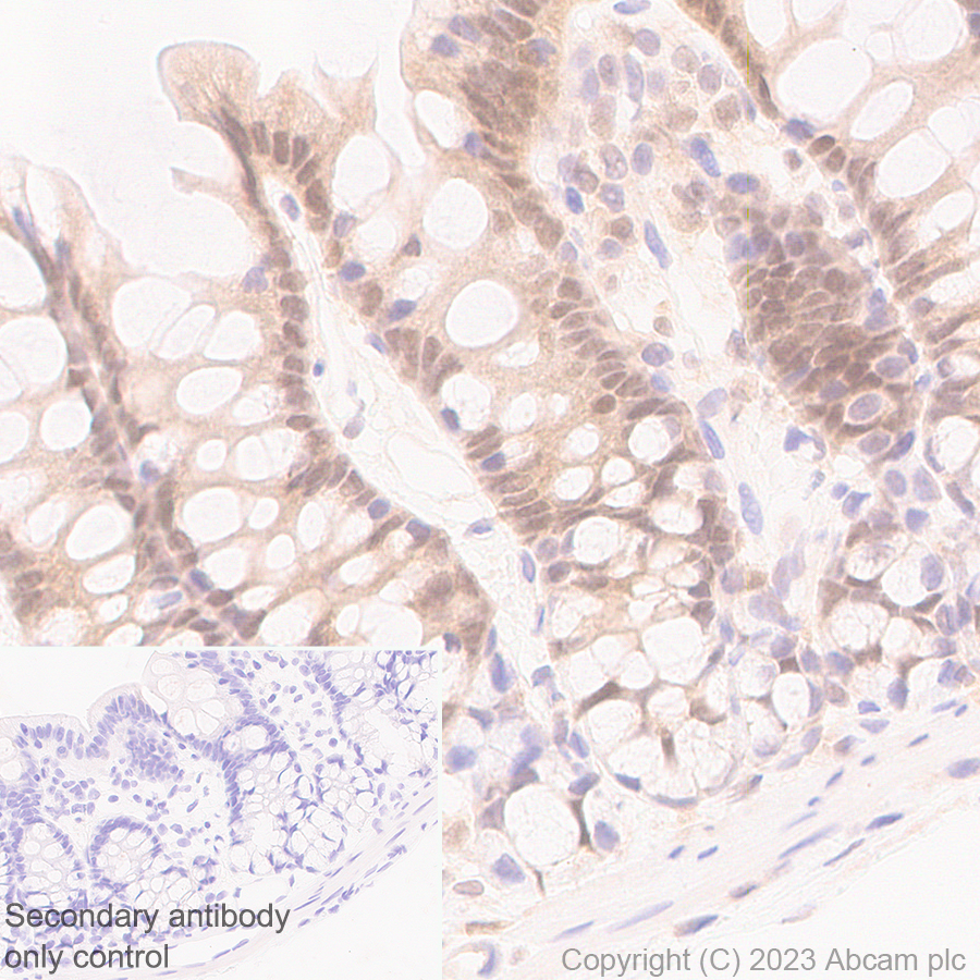 Immunohistochemistry (Formalin/PFA-fixed paraffin-embedded sections) - Anti-Hsp40 antibody [EPR25331-69] - BSA and Azide free (AB315993), expandable thumbnail
