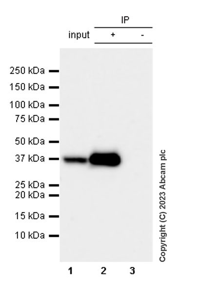 Immunoprecipitation - Anti-Hsp40 antibody [EPR25331-69] - BSA and Azide free (ab315993), expandable thumbnail