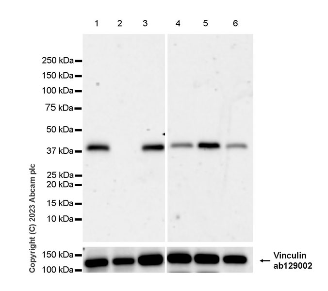Western blot - Anti-Hsp40 antibody [EPR25331-69] - BSA and Azide free (ab315993), expandable thumbnail