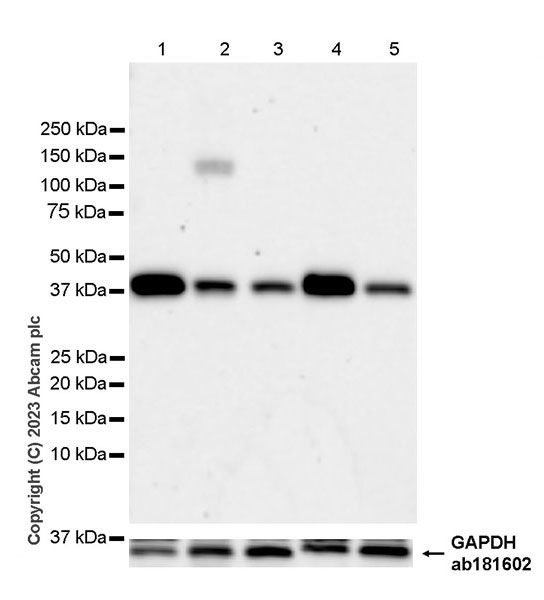 Western blot - Anti-Hsp40 antibody [EPR25331-69] - BSA and Azide free (ab315993), expandable thumbnail