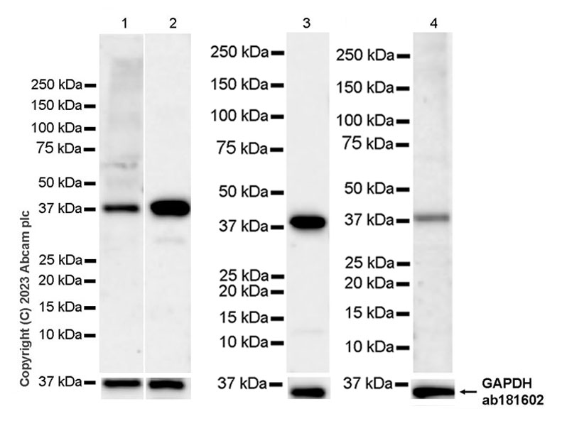 Western blot - Anti-Hsp40 antibody [EPR25331-69] - BSA and Azide free (ab315993), expandable thumbnail