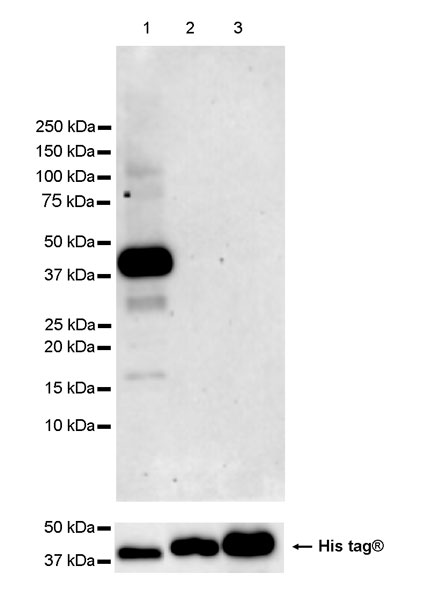 Western blot - Anti-Hsp40 antibody [EPR25331-69] - BSA and Azide free (AB315993), expandable thumbnail