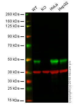 Western blot - Anti-Hsp47 antibody [134CT7.1.8] (AB86750)