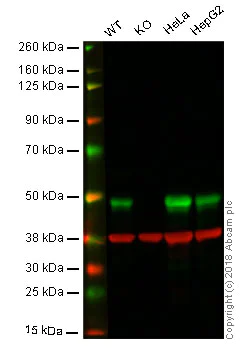 Western blot - Anti-Hsp47 antibody [134CT7.1.8] (AB86750)