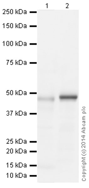 Western blot - Anti-Hsp47 antibody [134CT7.1.8] (AB86750)
