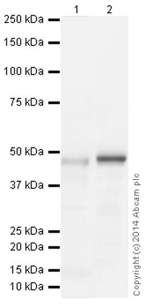 Western blot - Anti-Hsp47 antibody [134CT7.1.8] (AB86750)