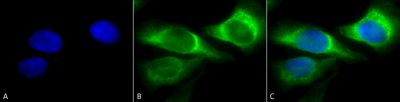 Immunocytochemistry/ Immunofluorescence - Anti-Hsp47 antibody [1C4-1A6] (AB242006), expandable thumbnail