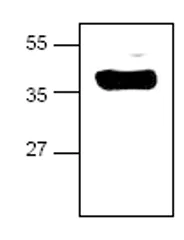 Western blot - Anti-Hsp47 antibody (AB18894)
