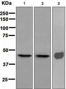 Western blot - Anti-Hsp47 antibody [EPR4217] (AB109117)