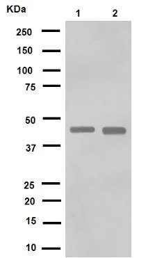 Western blot - Anti-Hsp47 antibody [EPR4217] (AB109117)