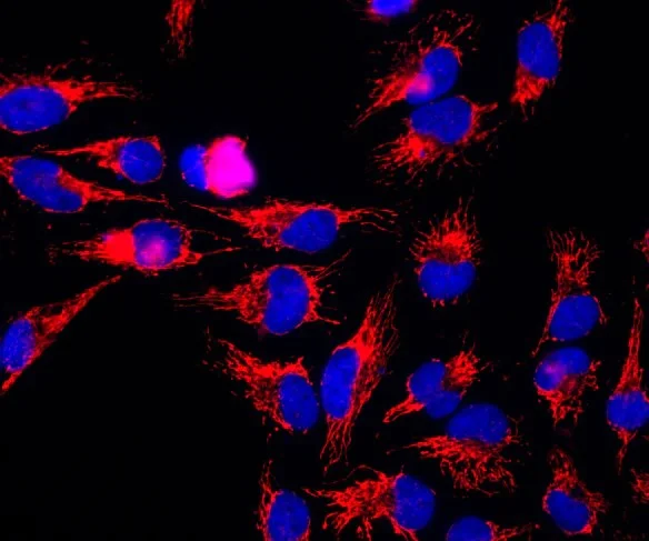 Immunocytochemistry/ Immunofluorescence - Anti-Hsp60 antibody [1C7] - Mitochondrial Marker (AB254117)