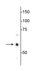 Western blot - Anti-Hsp60 antibody [1C7] - Mitochondrial Marker (AB254117)