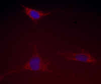 Immunocytochemistry/ Immunofluorescence - Anti-Hsp60 antibody [1D11BD8] - Mitochondrial Marker (AB110312), expandable thumbnail