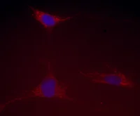 Immunocytochemistry/ Immunofluorescence - Anti-Hsp60 antibody [1D11BD8] - Mitochondrial Marker (AB110312)