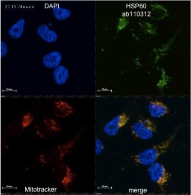 Immunocytochemistry/ Immunofluorescence - Anti-Hsp60 antibody [1D11BD8] - Mitochondrial Marker (AB110312), expandable thumbnail