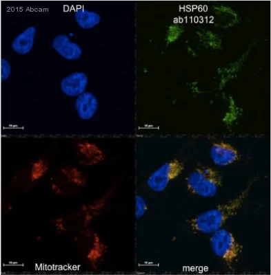 Immunocytochemistry/ Immunofluorescence - Anti-Hsp60 antibody [1D11BD8] - Mitochondrial Marker (AB110312)