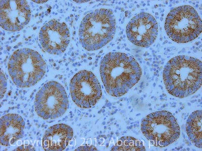 Immunohistochemistry (Formalin/PFA-fixed paraffin-embedded sections) - Anti-Hsp60 antibody [1D11BD8] - Mitochondrial Marker (AB110312)