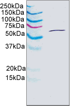 Western blot - Anti-Hsp60 antibody [1D11BD8] - Mitochondrial Marker (AB110312), expandable thumbnail