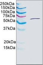 Western blot - Anti-Hsp60 antibody [1D11BD8] - Mitochondrial Marker (AB110312)