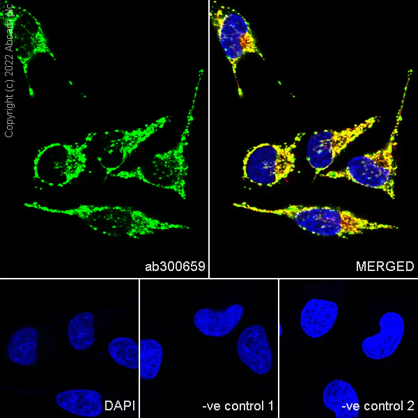 Immunocytochemistry/ Immunofluorescence - Anti-Hsp60 antibody [24/HSP60] - Mitochondrial Marker (AB300659)