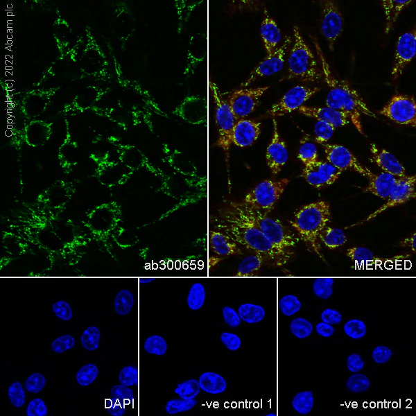 Immunocytochemistry/ Immunofluorescence - Anti-Hsp60 antibody [24/HSP60] - Mitochondrial Marker (AB300659)