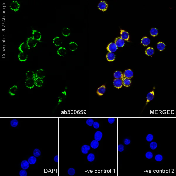Immunocytochemistry/ Immunofluorescence - Anti-Hsp60 antibody [24/HSP60] - Mitochondrial Marker (AB300659)
