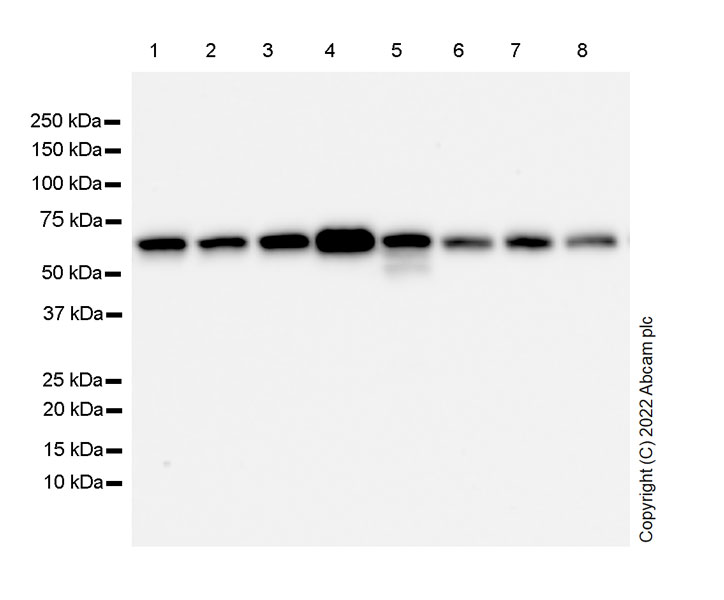 Western blot - Anti-Hsp60 antibody [24/HSP60] - Mitochondrial Marker (AB300659), expandable thumbnail