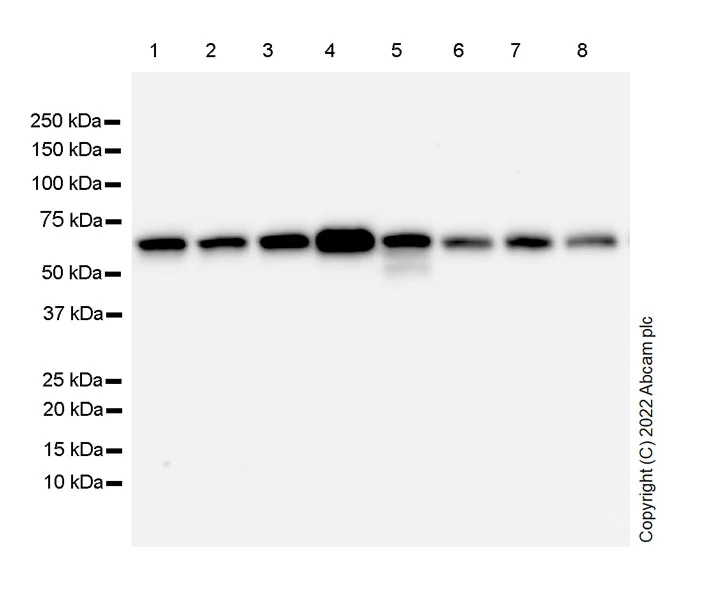 Western blot - Anti-Hsp60 antibody [24/HSP60] - Mitochondrial Marker (AB300659)