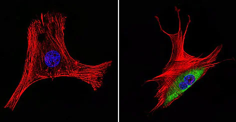 Immunocytochemistry/ Immunofluorescence - Anti-Hsp60 antibody [2E1/53] - Mitochondrial Marker (AB5479)
