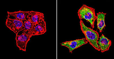 Immunocytochemistry/ Immunofluorescence - Anti-Hsp60 antibody [2E1/53] - Mitochondrial Marker (AB5479)