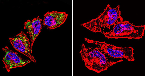 Immunocytochemistry/ Immunofluorescence - Anti-Hsp60 antibody [2E1/53] - Mitochondrial Marker (AB5479)