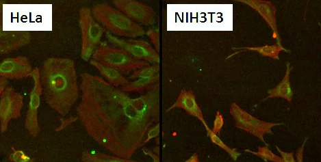 Immunocytochemistry/ Immunofluorescence - Anti-Hsp60 antibody [2E1/53] - Mitochondrial Marker (AB5479)