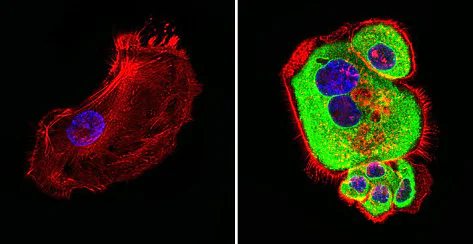 Immunocytochemistry/ Immunofluorescence - Anti-Hsp60 antibody [2E1/53] - Mitochondrial Marker (AB5479)