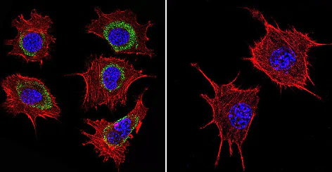 Immunocytochemistry/ Immunofluorescence - Anti-Hsp60 antibody [2E1/53] - Mitochondrial Marker (AB5479)