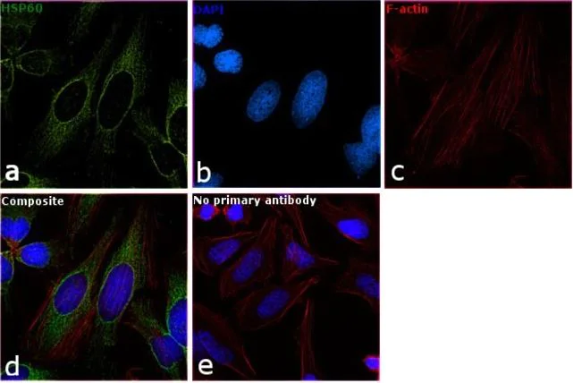 Immunocytochemistry/ Immunofluorescence - Anti-Hsp60 antibody [2E1/53] - Mitochondrial Marker (AB5479)