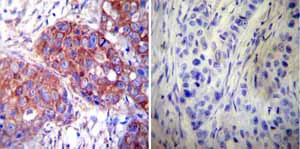 Immunohistochemistry (Formalin/PFA-fixed paraffin-embedded sections) - Anti-Hsp60 antibody [2E1/53] - Mitochondrial Marker (AB5479)